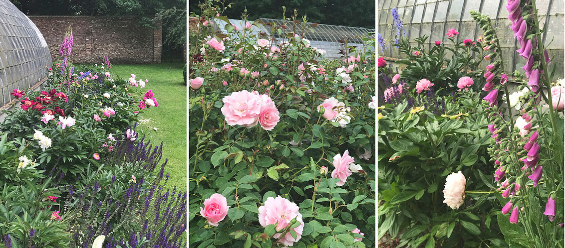 Flowers with a Message Mon jardin en juin