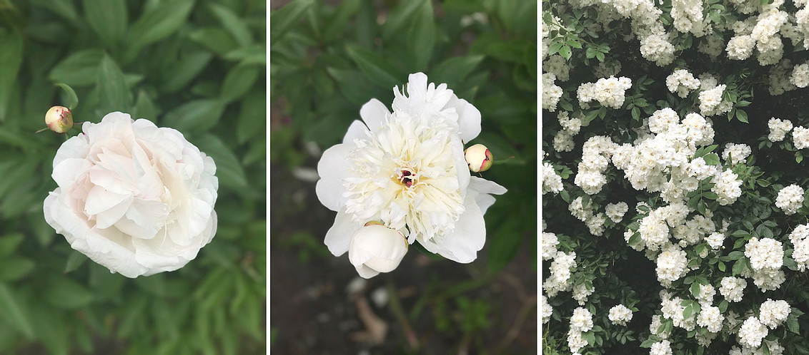 Flowers with a Message Mon jardin en juin